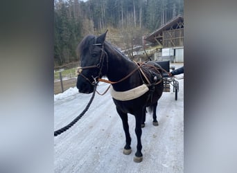 Hucul, Gelding, 8 years, 13,2 hh, Black