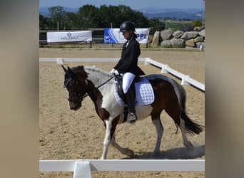 Hucul, Gelding, 9 years, 13.2 hh, Pinto