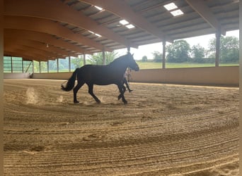 Hucul Mix, Gelding, 9 years, 13.2 hh, Smoky-Black