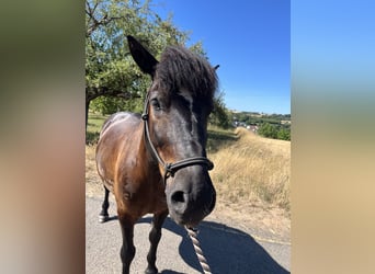 Hucul Mix, Gelding, 9 years, 13.2 hh, Smoky-Black