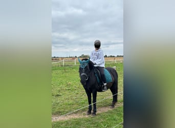 Hucul Mix, Gelding, 9 years, 13.2 hh, Smoky-Black