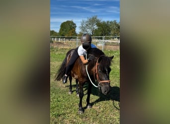 Hucul Mix, Gelding, 9 years, 13.2 hh, Smoky-Black
