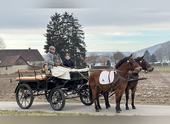 Hucul, Gelding, 9 years, 13,3 hh, Brown