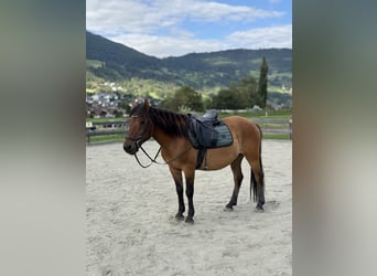 Hucul, Gelding, 9 years, 14 hh, Dun