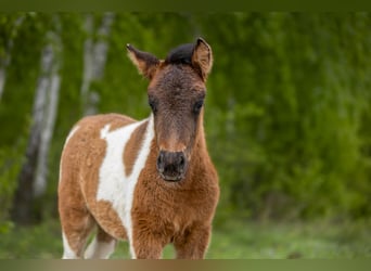 Hucul, Gelding, Foal (03/2024), 14 hh, Tobiano-all-colors