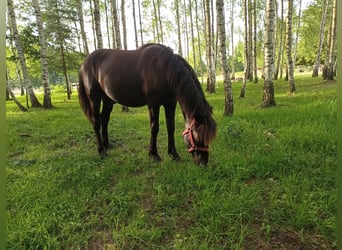 Hucul, Hingst, 1 år