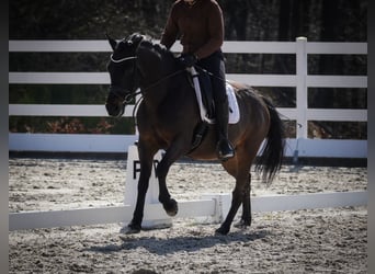 Huçul, Hongre, 10 Ans, 146 cm, Noir