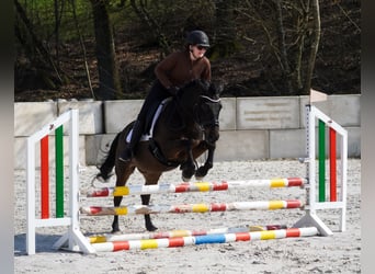 Huçul, Hongre, 10 Ans, 146 cm, Noir