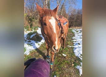 Huçul Croisé, Hongre, 11 Ans, 153 cm, Alezan