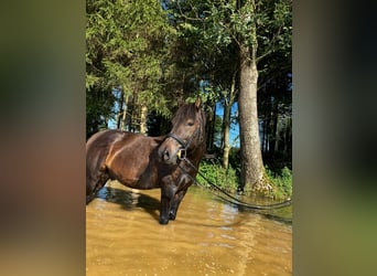 Huçul, Hongre, 12 Ans, 138 cm, Bai brun