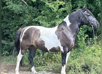 Huçul, Hongre, 12 Ans, 144 cm, Pinto