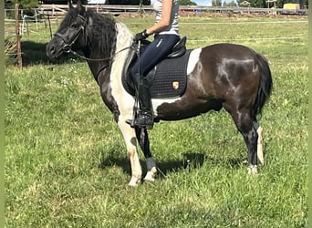 Huçul, Hongre, 12 Ans, 144 cm, Pinto
