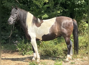 Huçul, Hongre, 12 Ans, 144 cm, Pinto