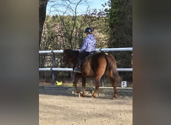 Huçul, Hongre, 12 Ans, 150 cm, Alezan brûlé