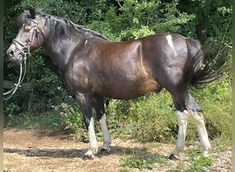 Huçul, Hongre, 13 Ans, 147 cm, Pinto