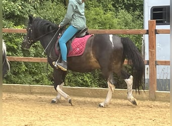 Huçul, Hongre, 13 Ans, 147 cm, Pinto