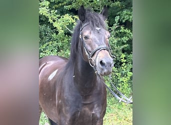 Huçul, Hongre, 13 Ans, 147 cm, Pinto