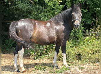 Huçul, Hongre, 13 Ans, 147 cm, Pinto