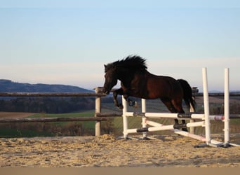 Huçul, Hongre, 13 Ans, 148 cm, Noir