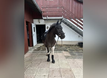 Huçul, Hongre, 14 Ans, 139 cm, Pinto