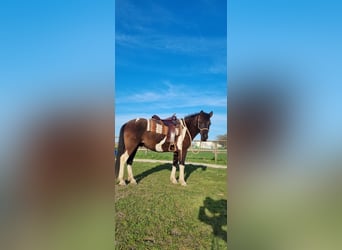 Huçul, Hongre, 14 Ans, 148 cm, Pinto