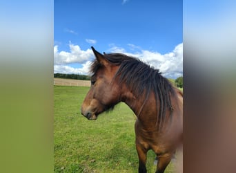 Huçul, Hongre, 2 Ans, 133 cm, Bai cerise