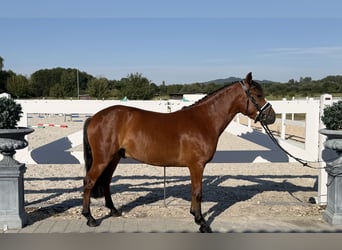 Huçul, Hongre, 3 Ans, 143 cm, Bai