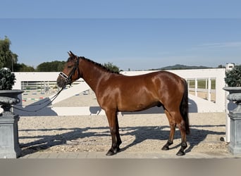 Huçul, Hongre, 3 Ans, 143 cm, Bai