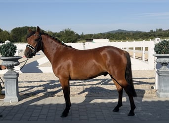 Huçul, Hongre, 3 Ans, 143 cm, Bai