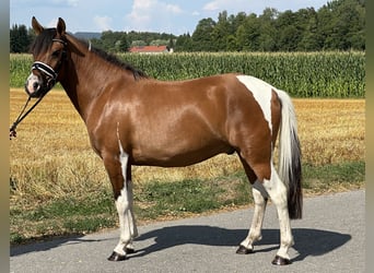 Huçul, Hongre, 3 Ans, 143 cm, Pinto