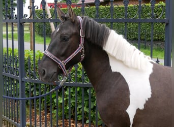 Huçul, Hongre, 4 Ans, 135 cm, Pinto