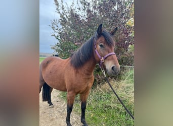 Huçul, Hongre, 4 Ans, 138 cm, Bai