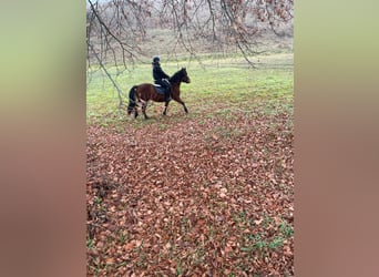 Huçul, Hongre, 4 Ans, 138 cm, Bai