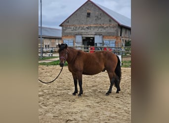 Huçul, Hongre, 4 Ans, 138 cm, Bai