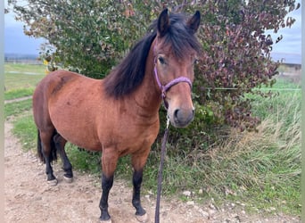 Huçul, Hongre, 4 Ans, 138 cm, Bai