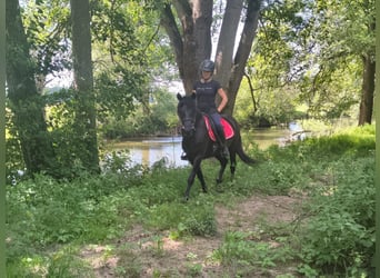 Huçul, Hongre, 4 Ans, 138 cm, Rouan Bleu