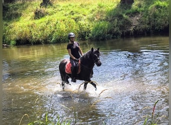 Huçul, Hongre, 4 Ans, 138 cm, Rouan Bleu