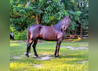 Huçul, Hongre, 4 Ans, 138 cm, Rouan Bleu