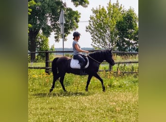 Huçul, Hongre, 4 Ans, 138 cm, Rouan Bleu