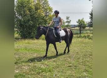 Huçul, Hongre, 4 Ans, 138 cm, Rouan Bleu