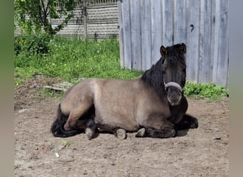Huçul, Hongre, 4 Ans, 140 cm