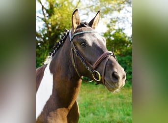 Huçul, Hongre, 4 Ans, 143 cm, Pinto