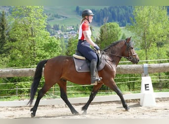 Huçul, Hongre, 4 Ans, 145 cm, Isabelle
