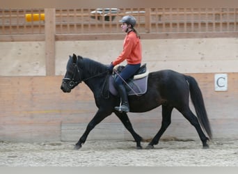 Huçul, Hongre, 4 Ans, 147 cm, Bai brun foncé