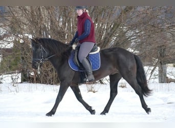 Huçul, Hongre, 4 Ans, 147 cm, Noir