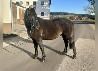 Huçul, Hongre, 4 Ans, 150 cm, Noir