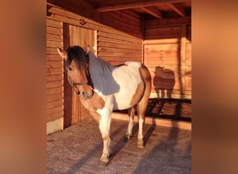 Huçul Croisé, Hongre, 5 Ans, 136 cm, Pinto