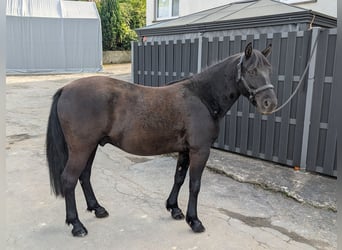 Huçul, Hongre, 5 Ans, 143 cm, Noir