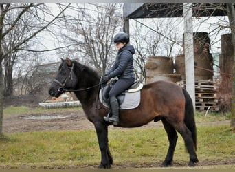 Huçul, Hongre, 5 Ans, 145 cm, Isabelle