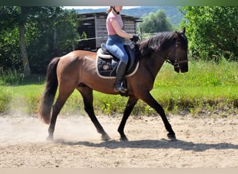 Huçul, Hongre, 5 Ans, 145 cm, Isabelle